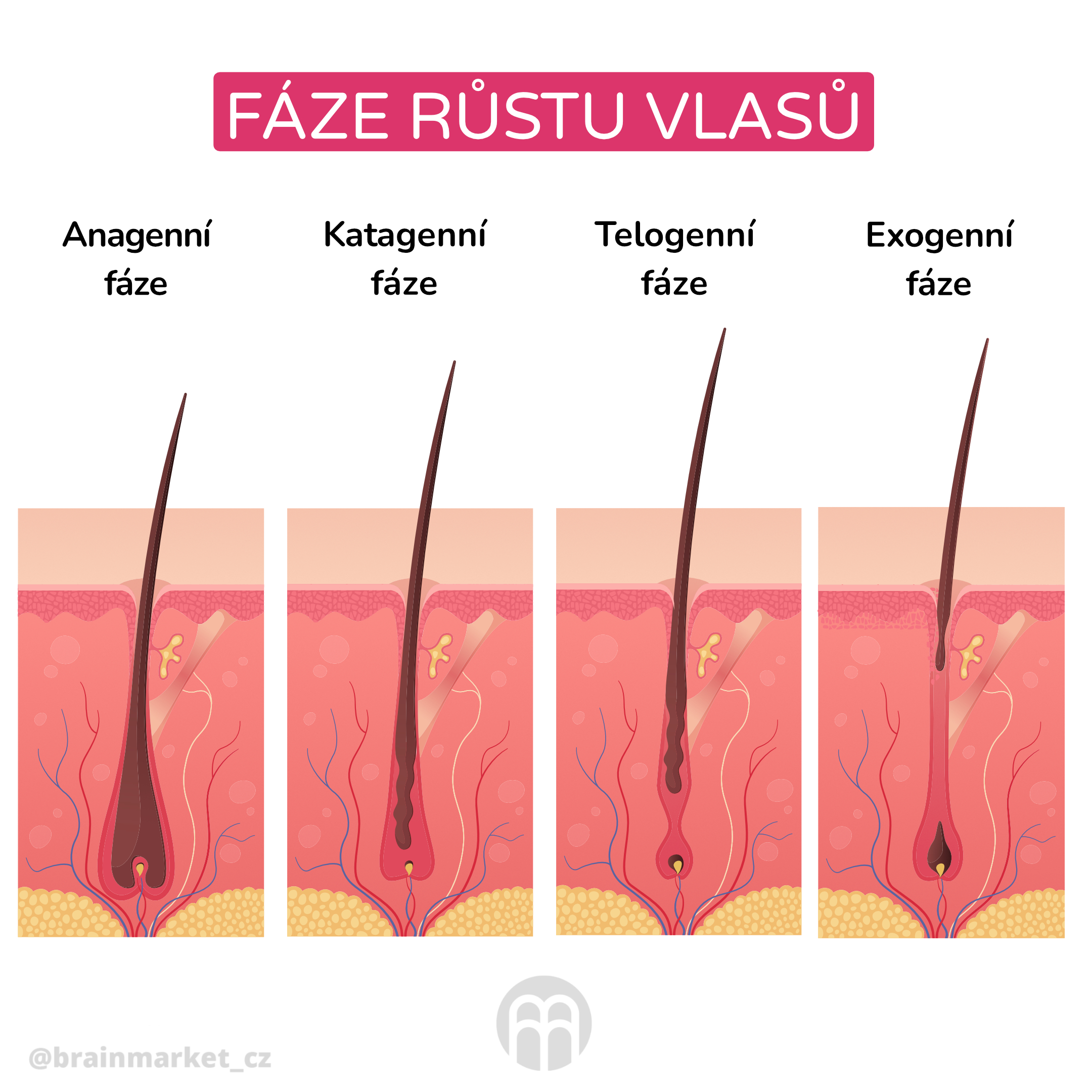 Kdy rostou nové vlasy?