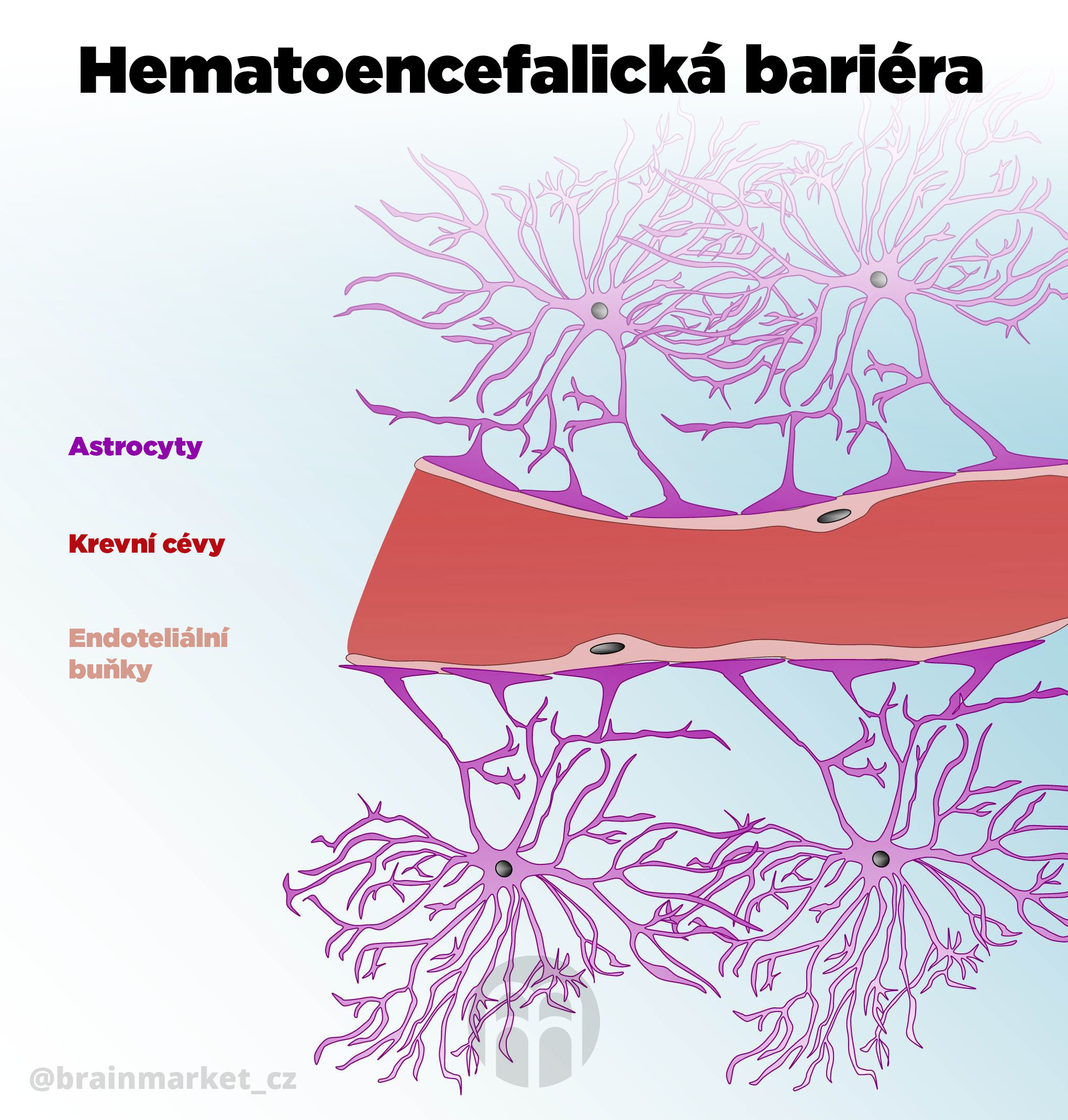 krevni_cevy_infografika_brainmarket_CZ_1