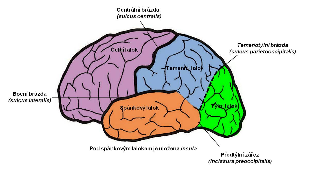 Která část mozku je nejmenší?