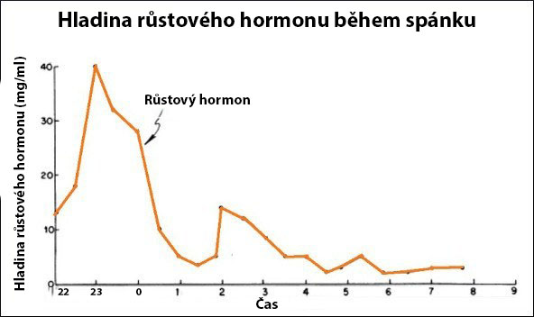 rustovy-hormon-behem-spanku