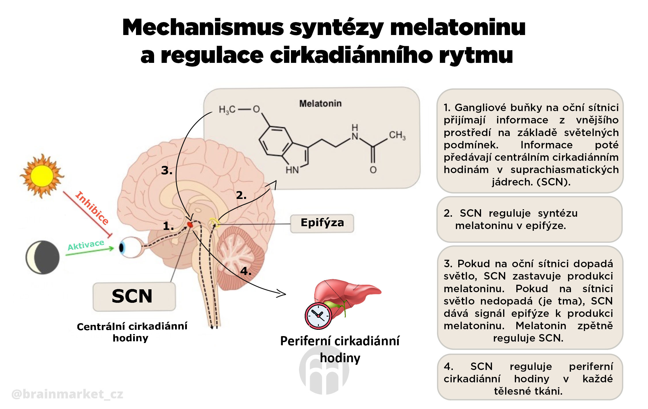 Mechanismus syntézy melatoninu a regulace cirkadianního rytmu