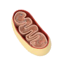 Icony_mitochondrie