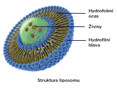 struktura-liposomu