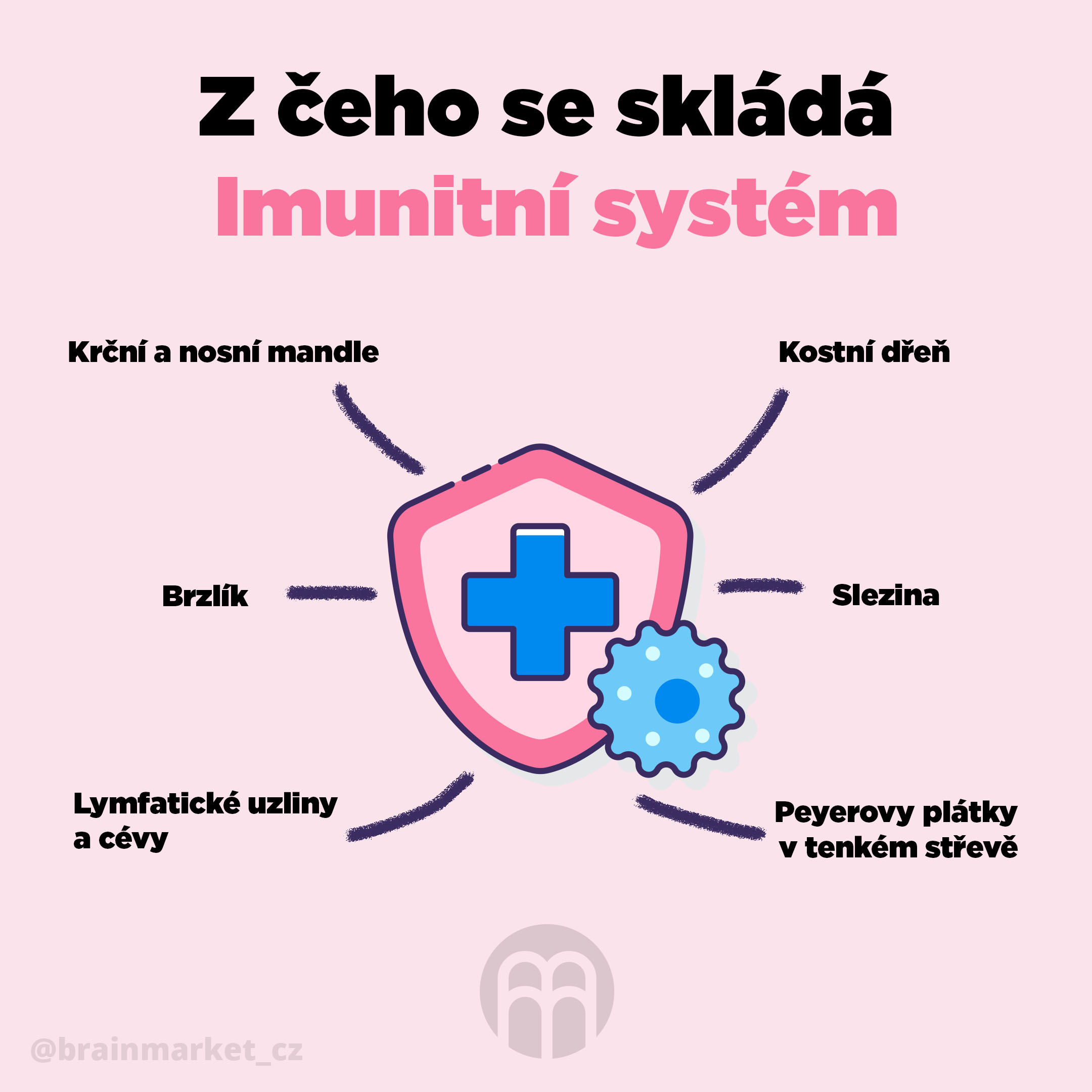 z_ceho_se_sklada_imunitni_system_Infografika_Instagram_BrainMarket