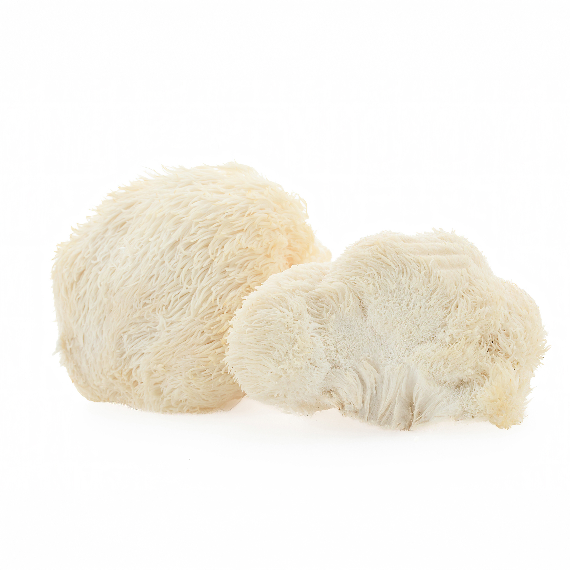 BrainMax Pure Lion's Mane (Hericium) prášek BIO, 100g *CZ-BIO-001 certifikát