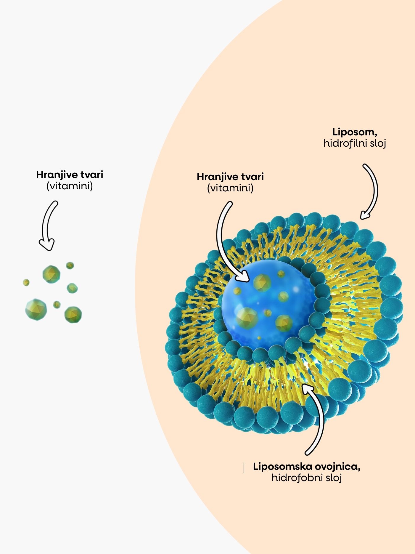 lipozomalni_grafika.jpg