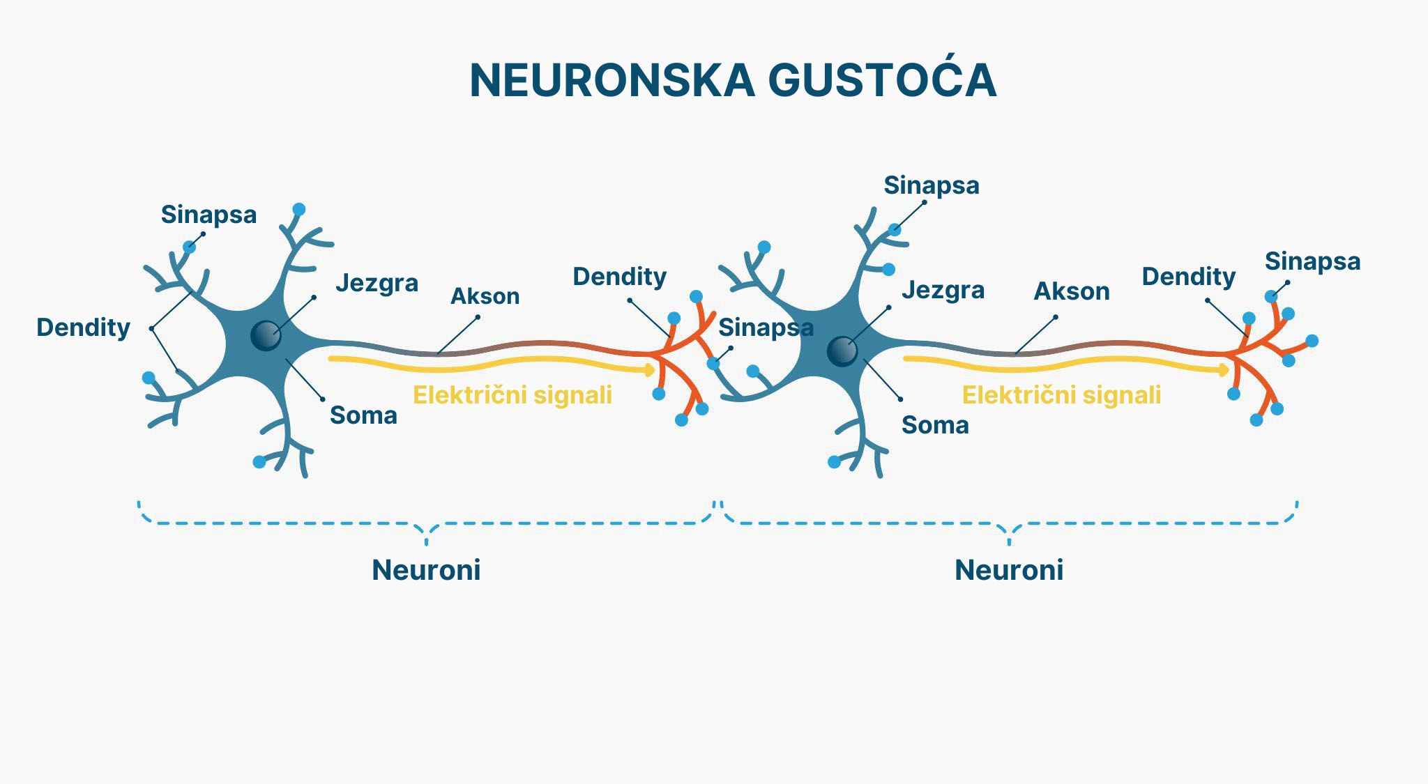 Samurai Focus neuroni (širina)