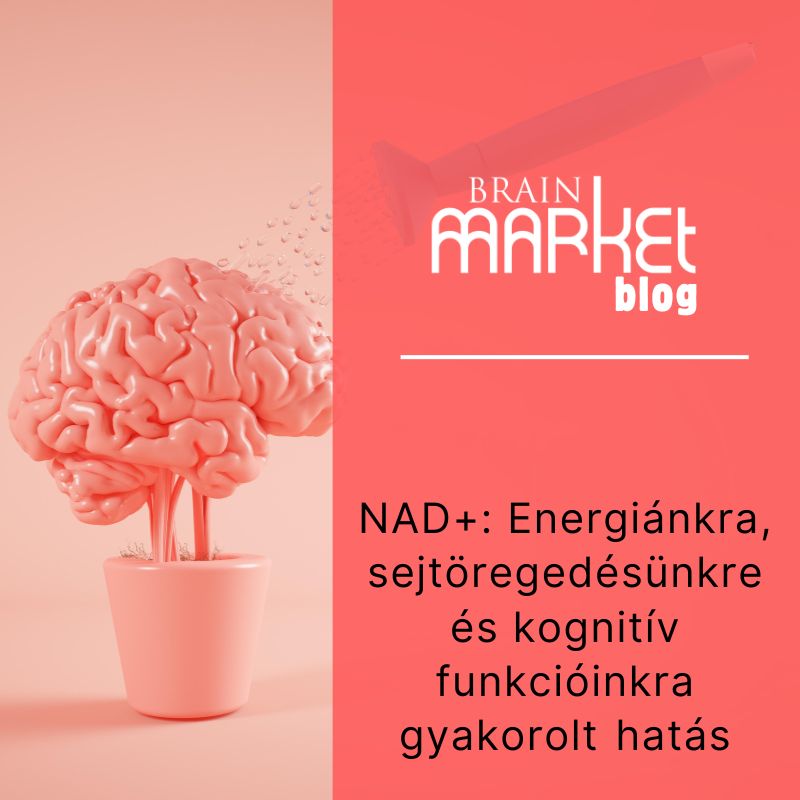 NAD+: Energiánkra, sejtöregedésünkre és kognitív funkcióinkra gyakorolt ​​hatás