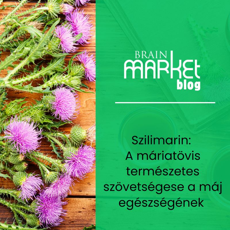 Szilimarin: A máriatövis természetes szövetségese a máj egészségéért