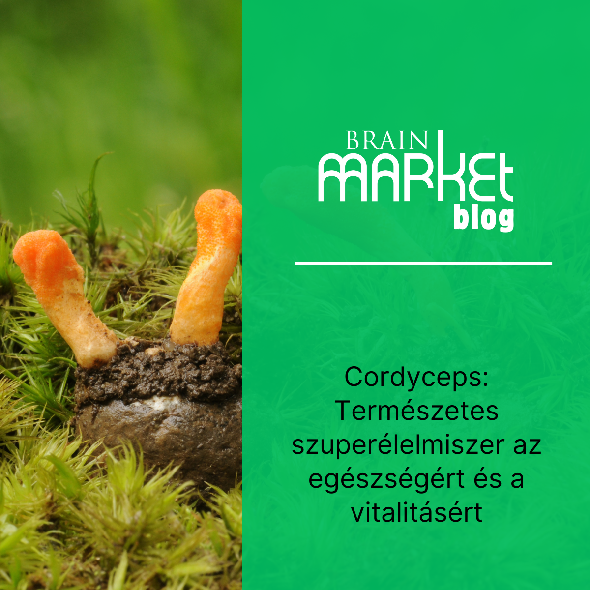 Cordyceps: Természetes szuperélelmiszer az egészségért és vitalitásért