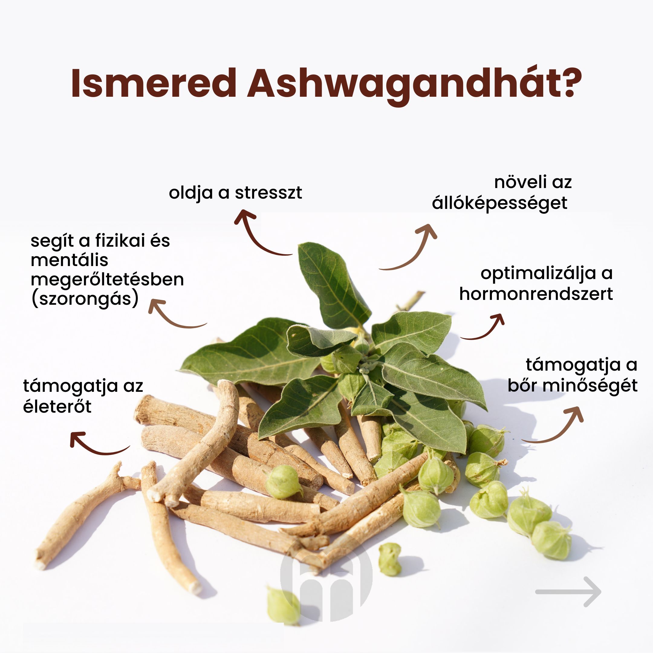 Ashwagandha – hatalom Indiából