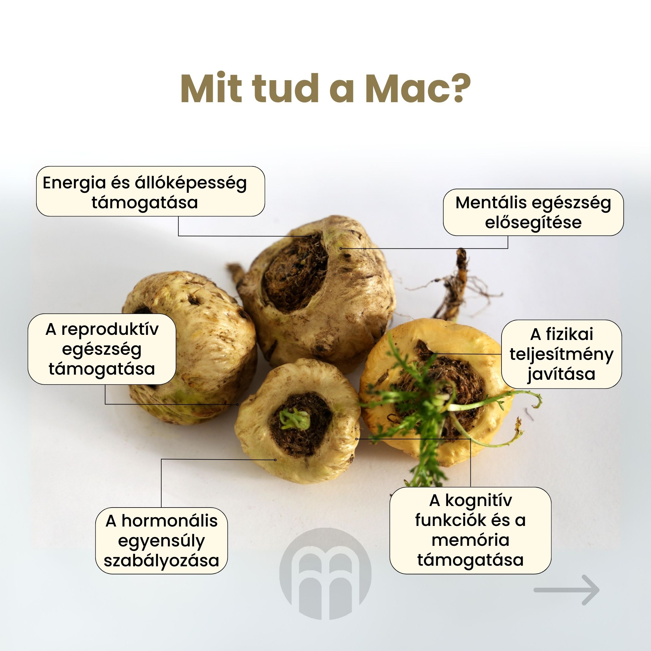 Maca - ginzeng Peruból