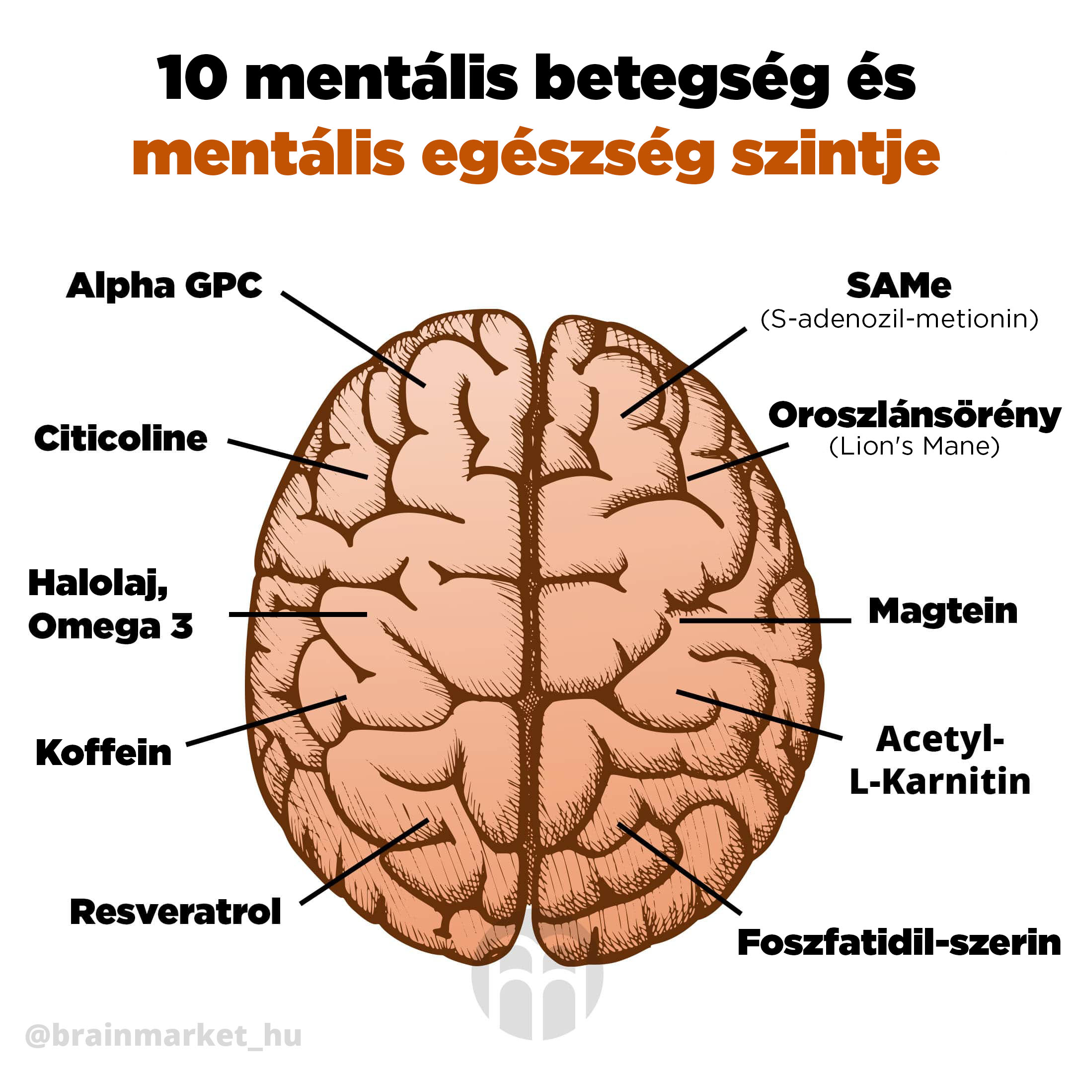 10 nootróp a mentális teljesítmény növelésére és az agy egészségének javítására