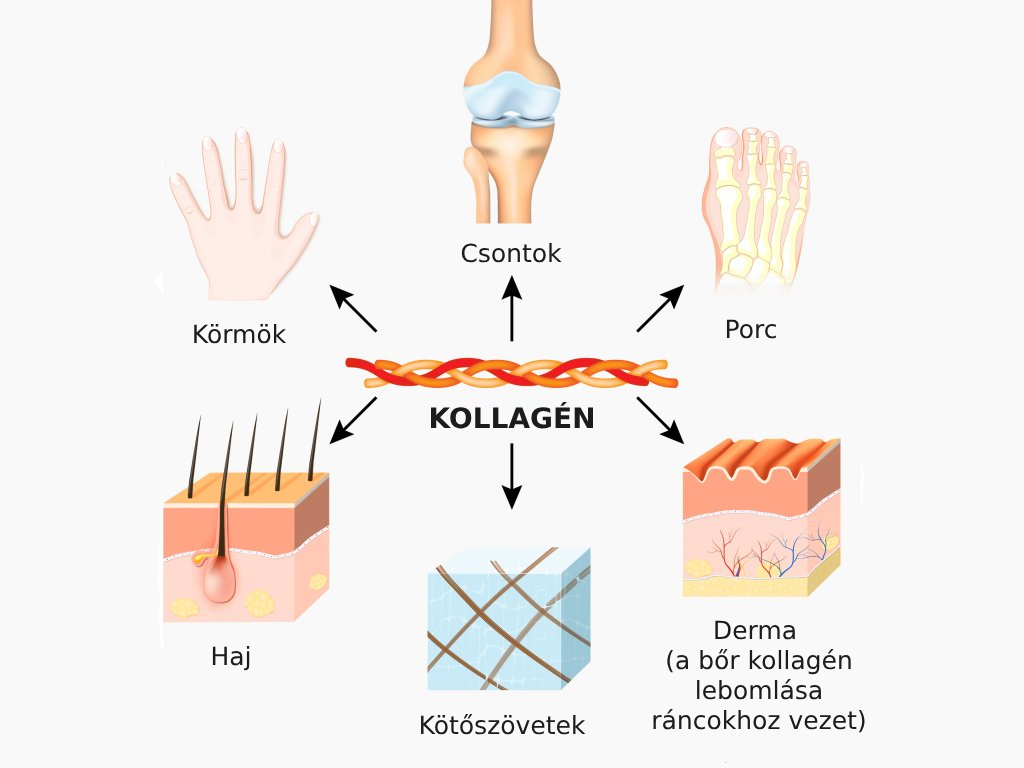 5 ok a kollagén bevitelére