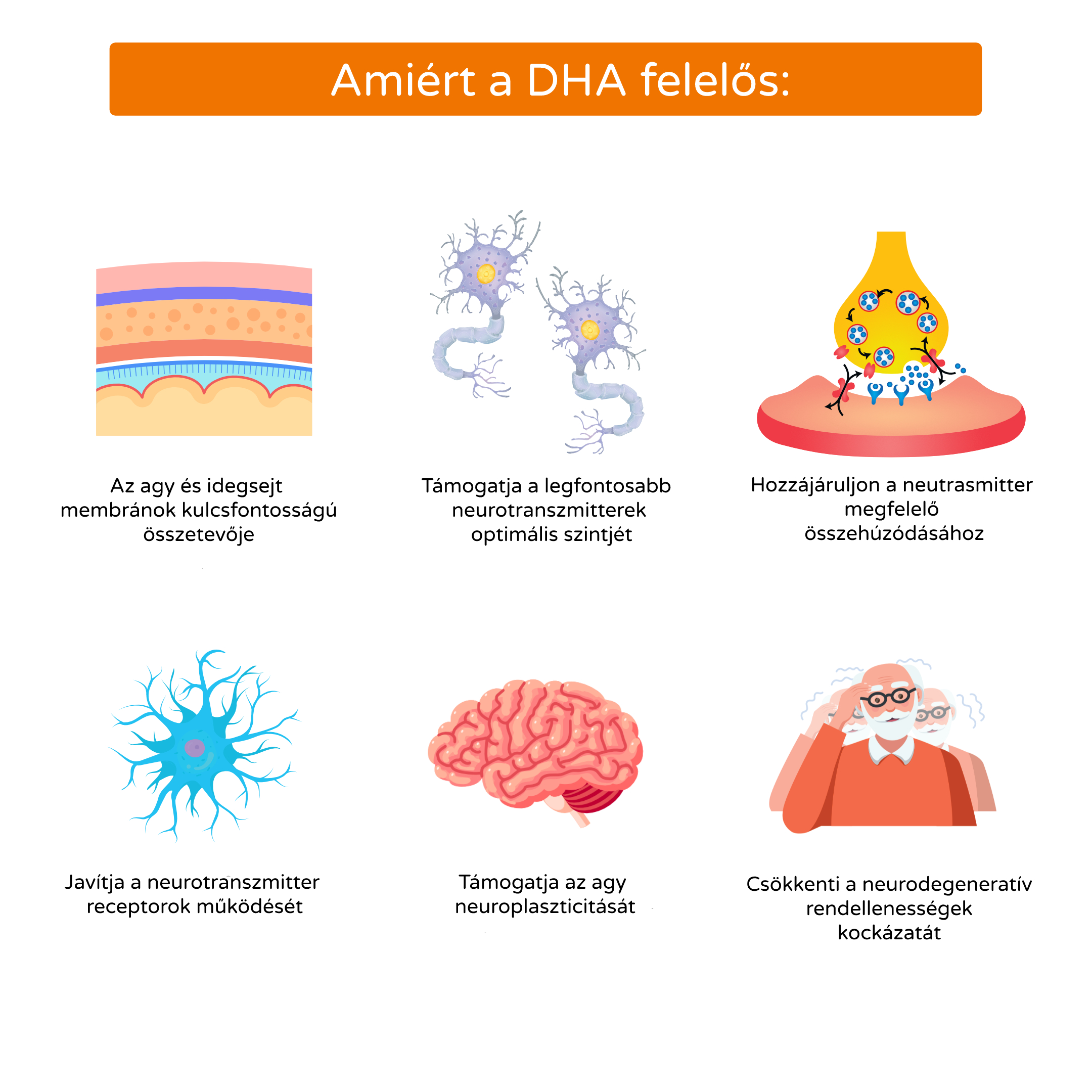 Omega 3: A DHA az agy üzemanyaga