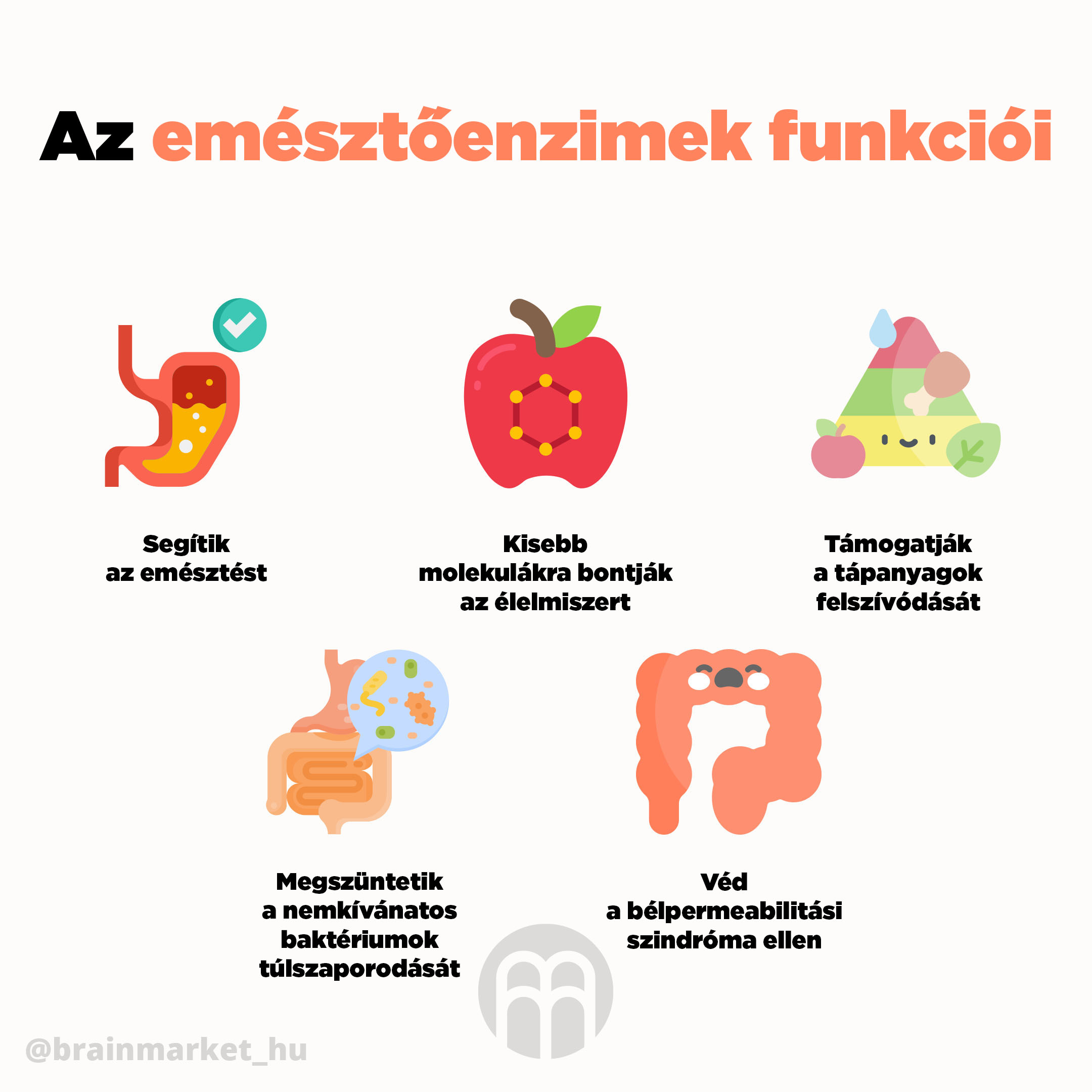 Az emésztőenzimek funkciói