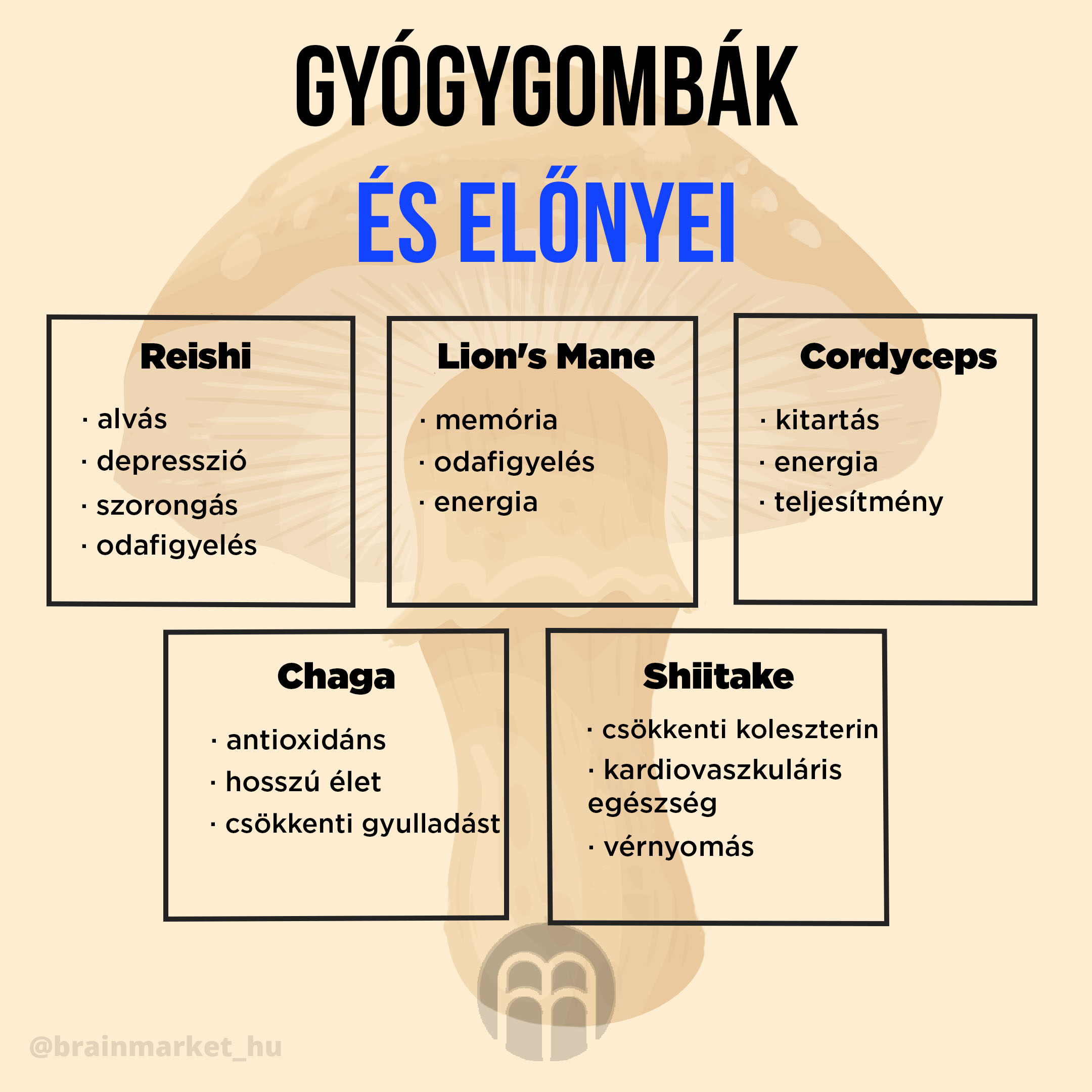 Gyógygombák. Szuper gombák, amelyek javítják az egészséget, növelik az energiát és javítják a szellemi teljesítményt.