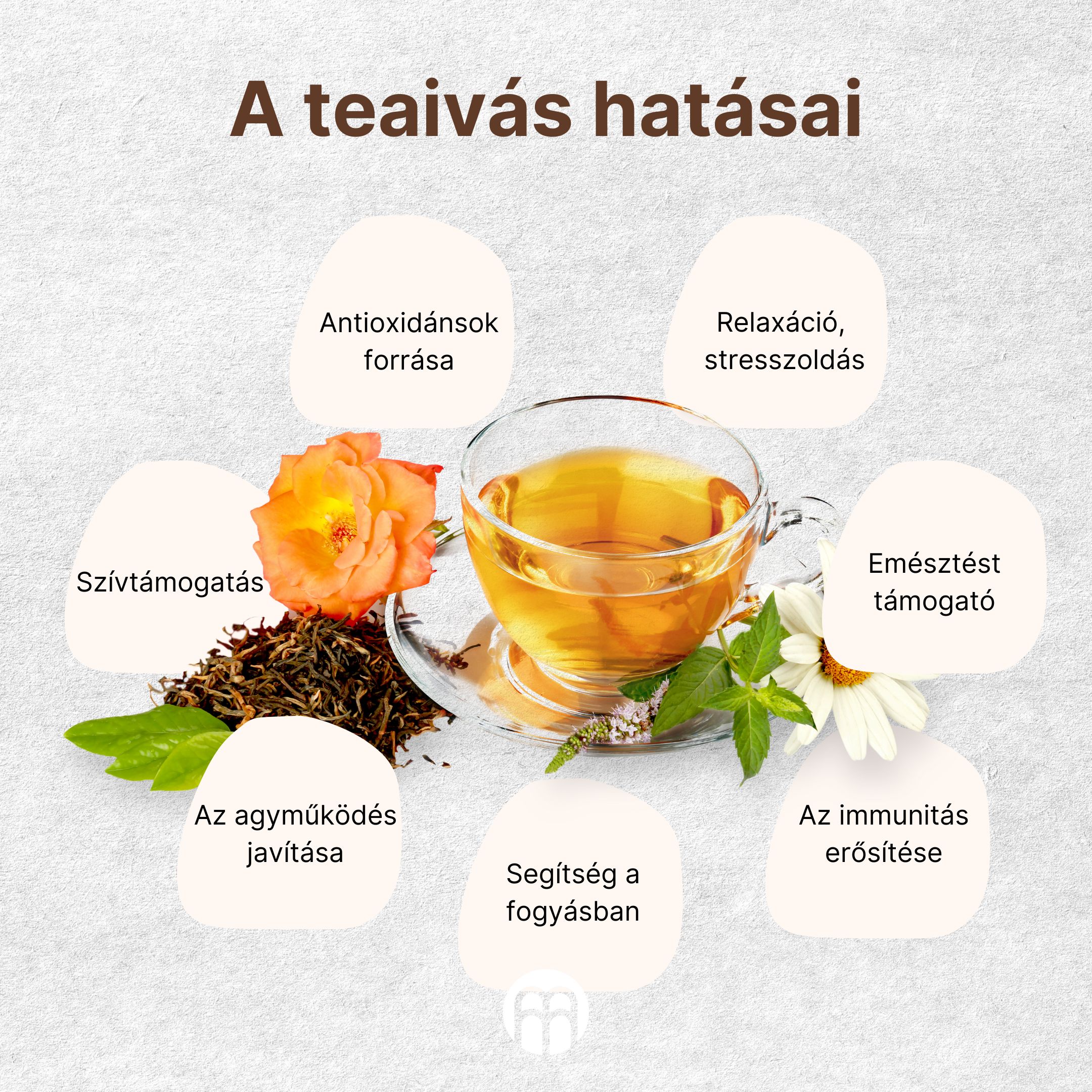 Röviden a teáról: Termesztés, fajták és hatások