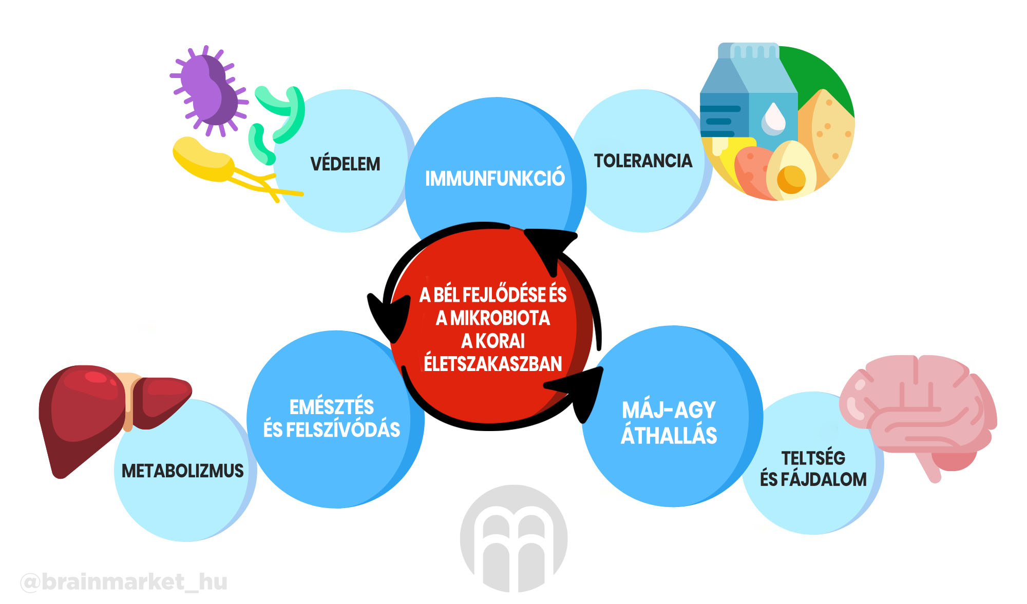 metabolismus-brainmarket-infografika-hu