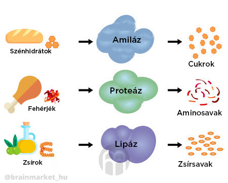 sacharidy-bilkoviny-tuky-infografika-brainmarket-hu