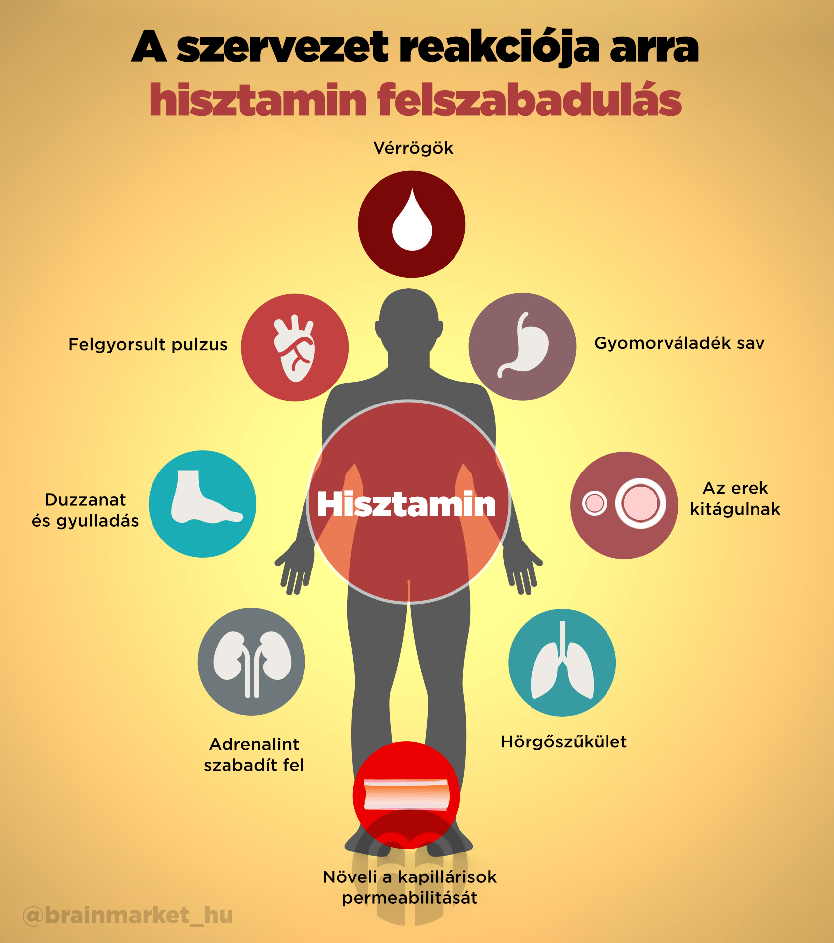 reakce_tela_na_uvolnovani_histaminu_instagram_infografika_hu