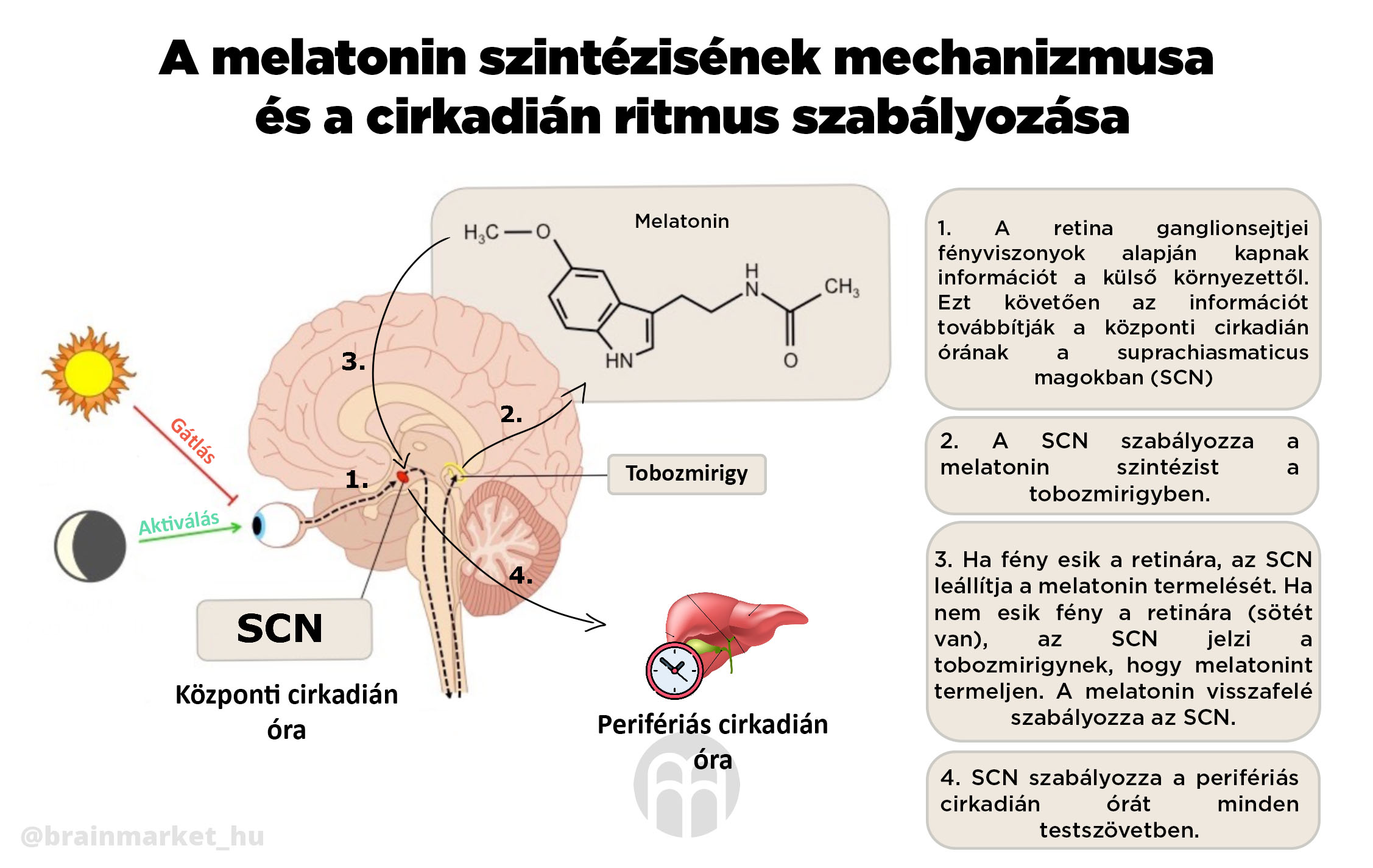 synteza_melatoninu_infografika_brainmarket_hu