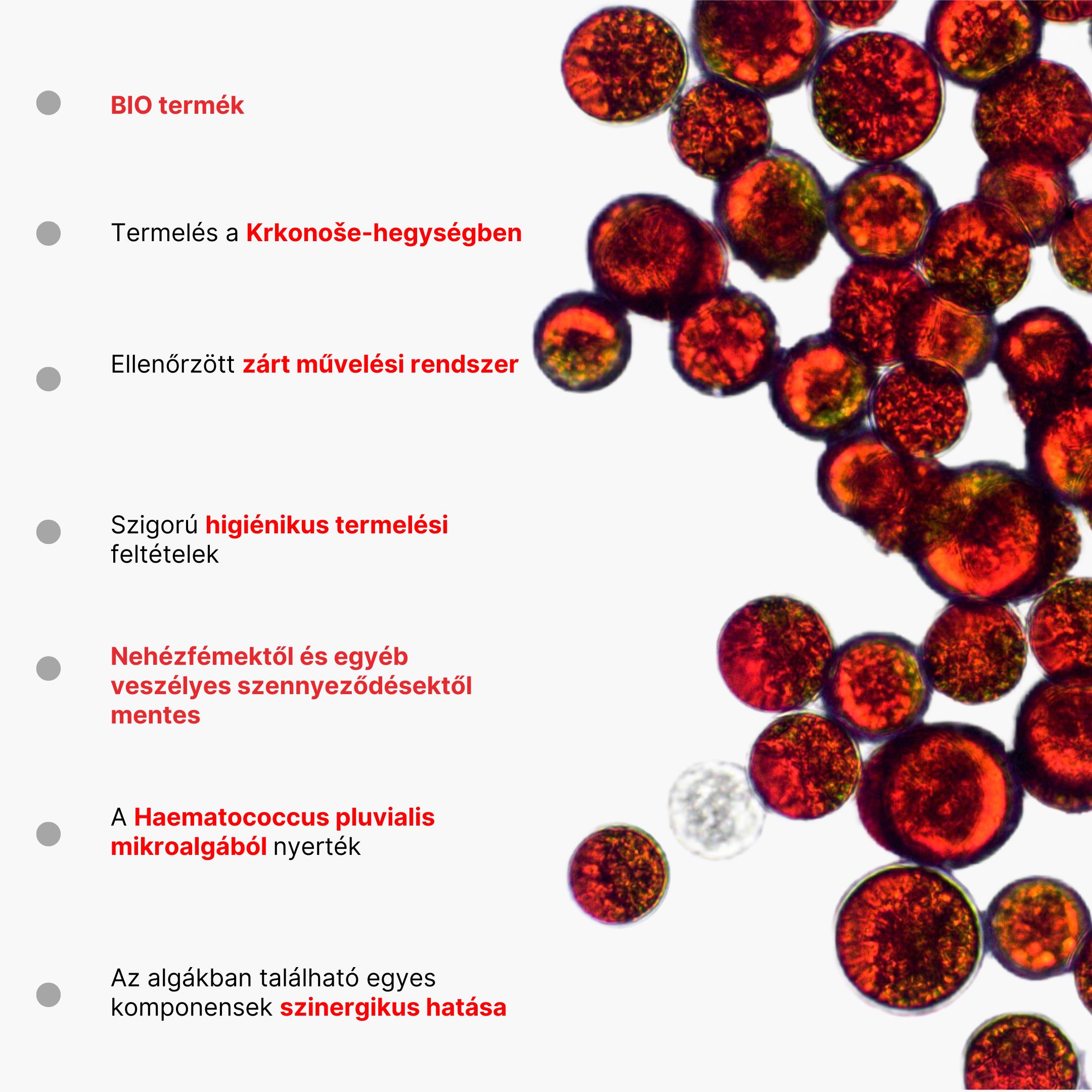 (Maďarština) - 2025-07-22T151727.587