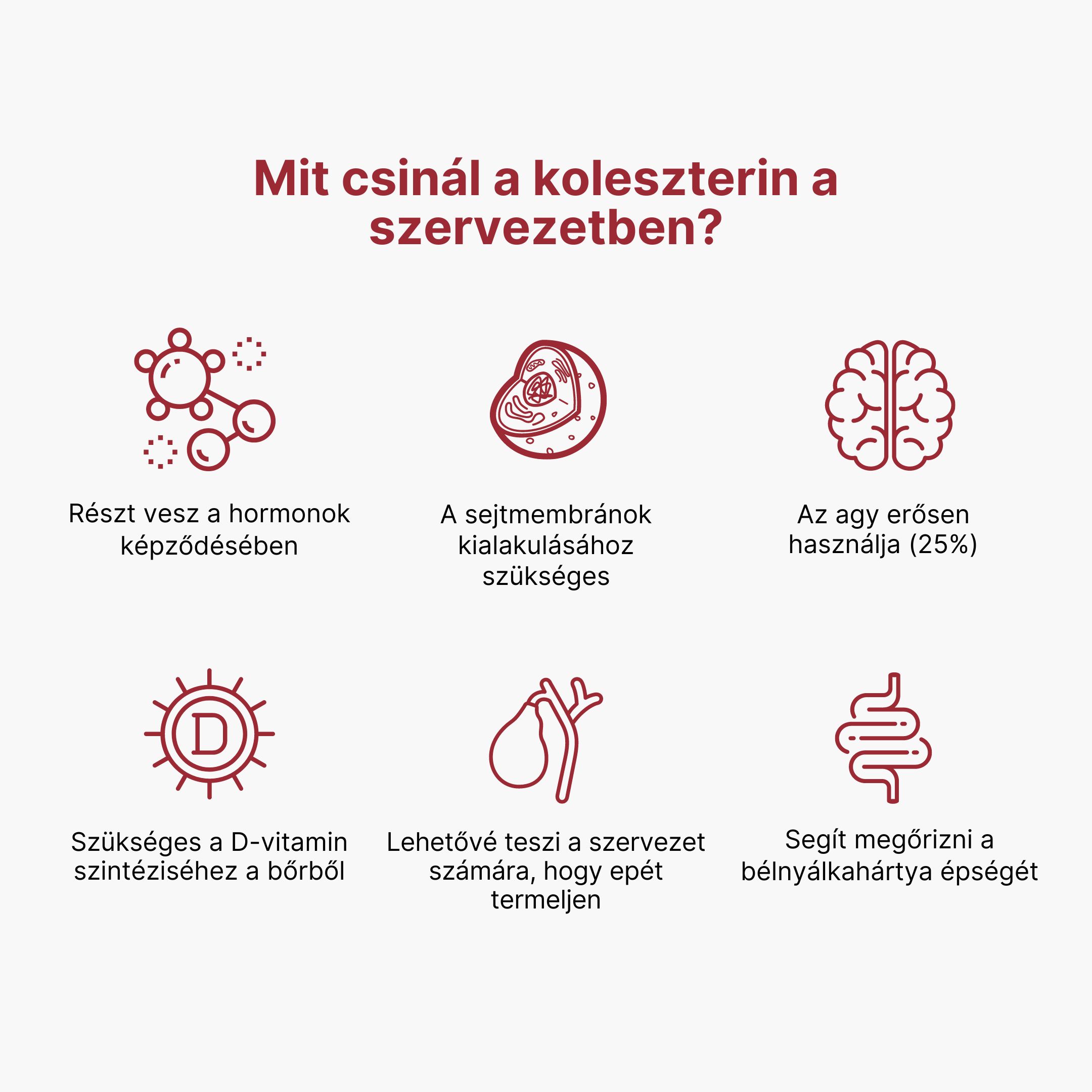 (Maďarština) Co má v těle na starost cholesterol