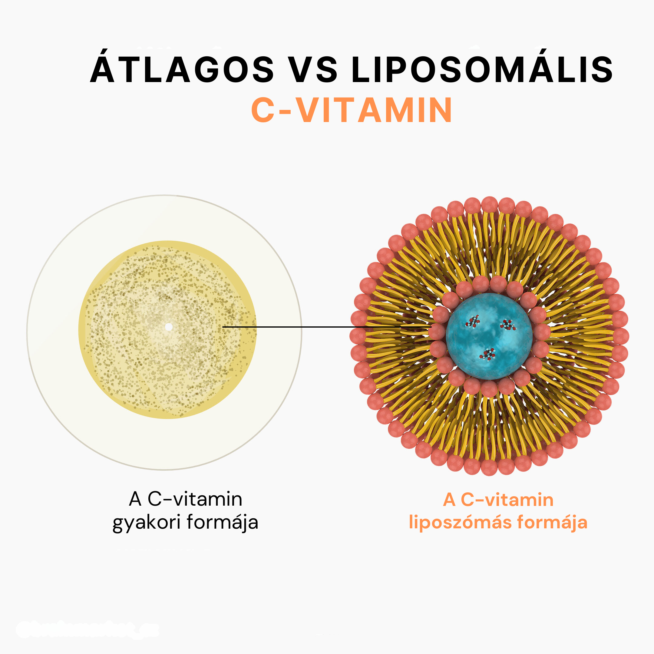 (Maďarština) (Chorvatština)