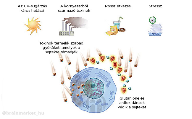 acetyl_ucinky_infografika_brainmarket_hu