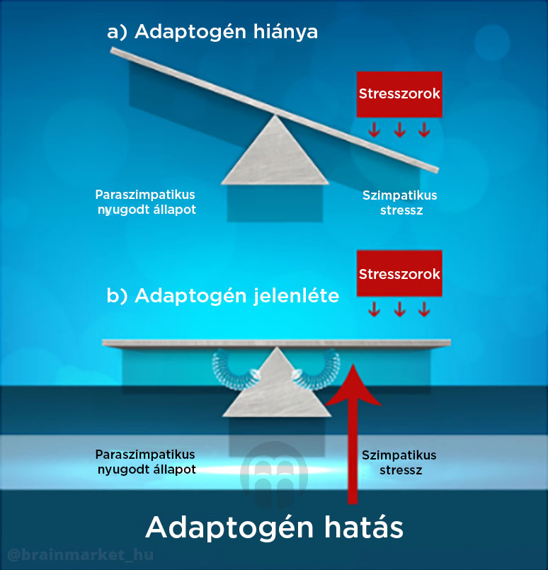 adaptoden_infografika_brainmarket_hu