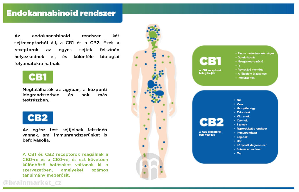 endokanabinoidni_system_infografika_brainamrket_hu
