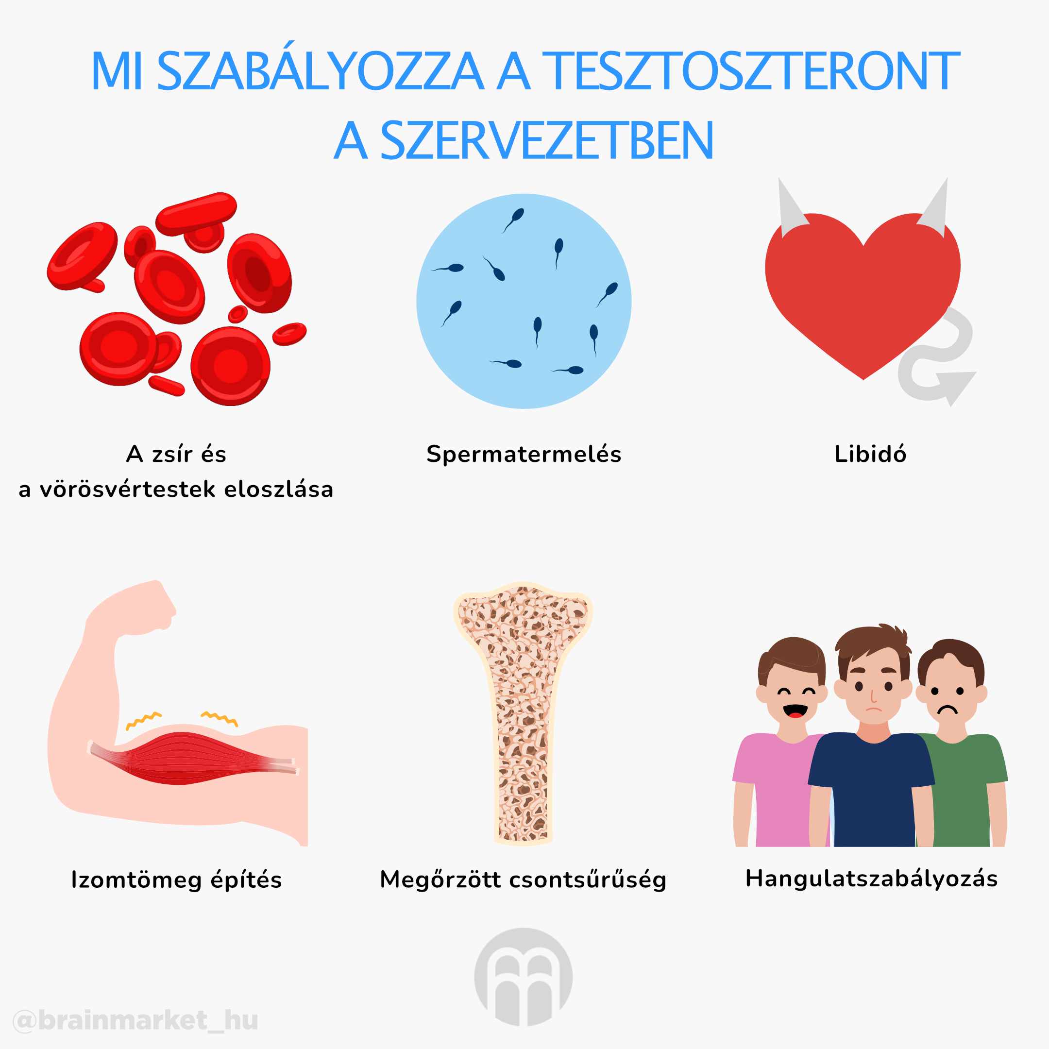 tesztoszteron-agypiac-infographic-cz (1)