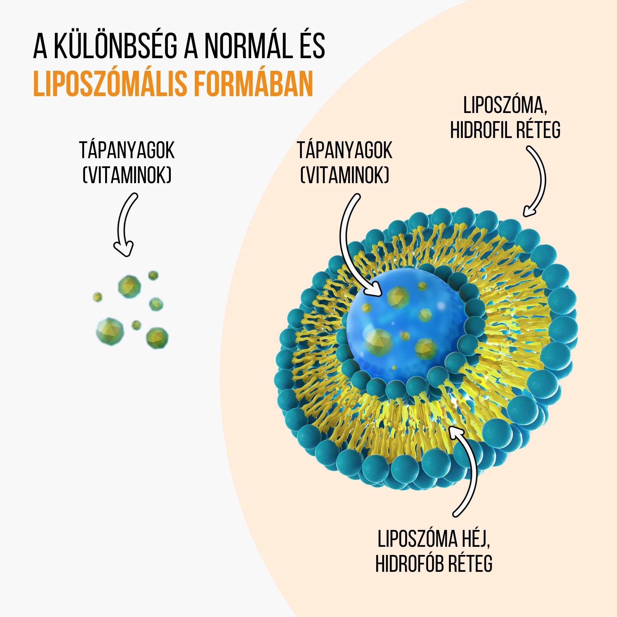 BrainMax Liposomal Vitamin C UPGRADE, Lipozomální Vitamín C, 500 mg, 60 rostlinných kapslí Obrázek