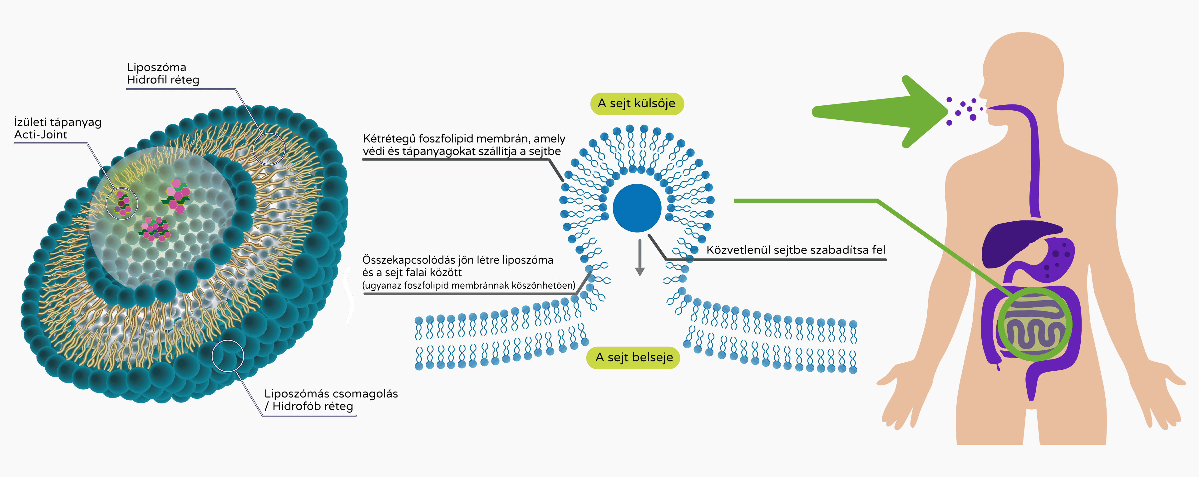 BrainMax Lipozomální Kloubní výživa, Acti-Joint® 250 ml Obrázek