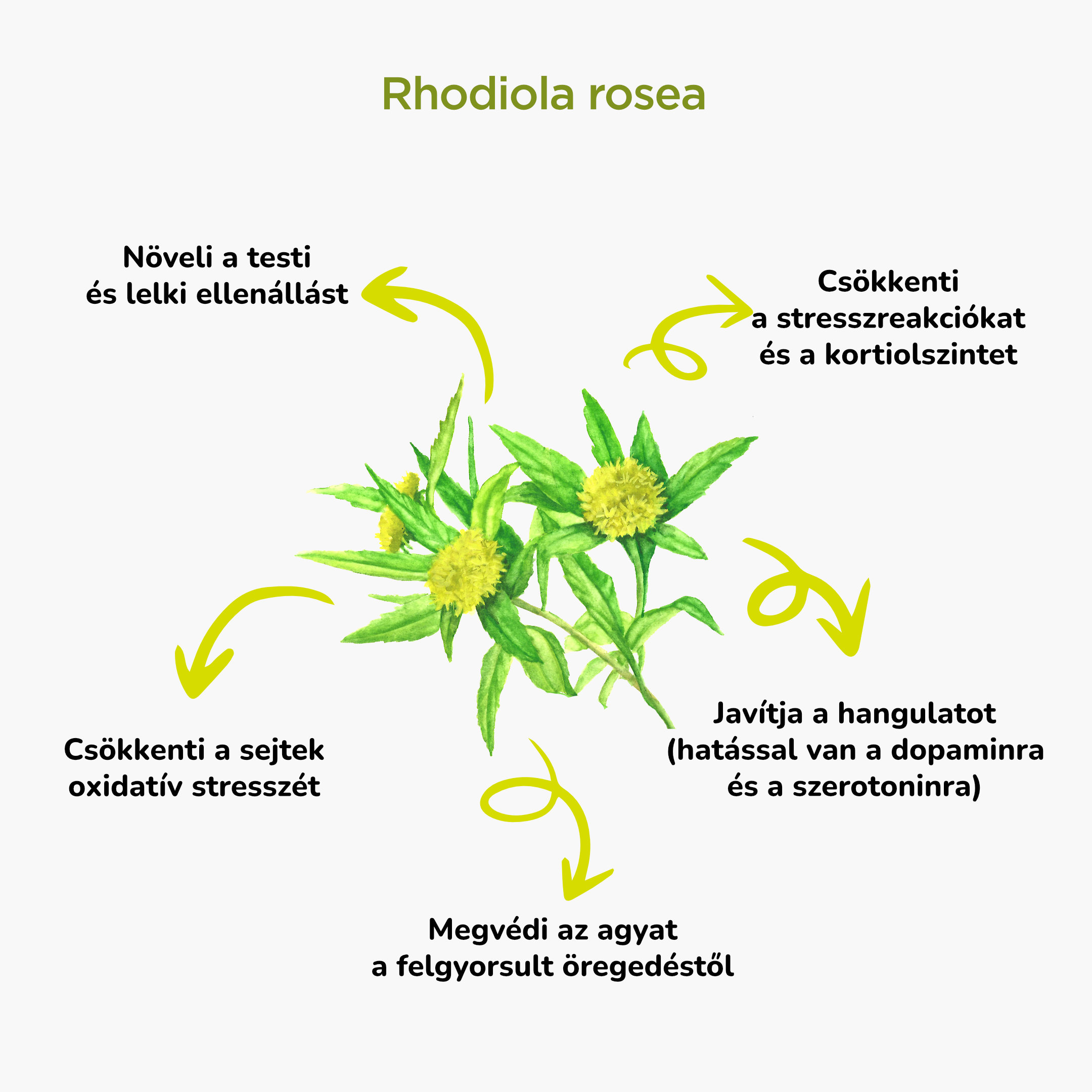 BrainMax Pure Rhodiola Rosea, tinktura 1:3, 100 ml Obrázek