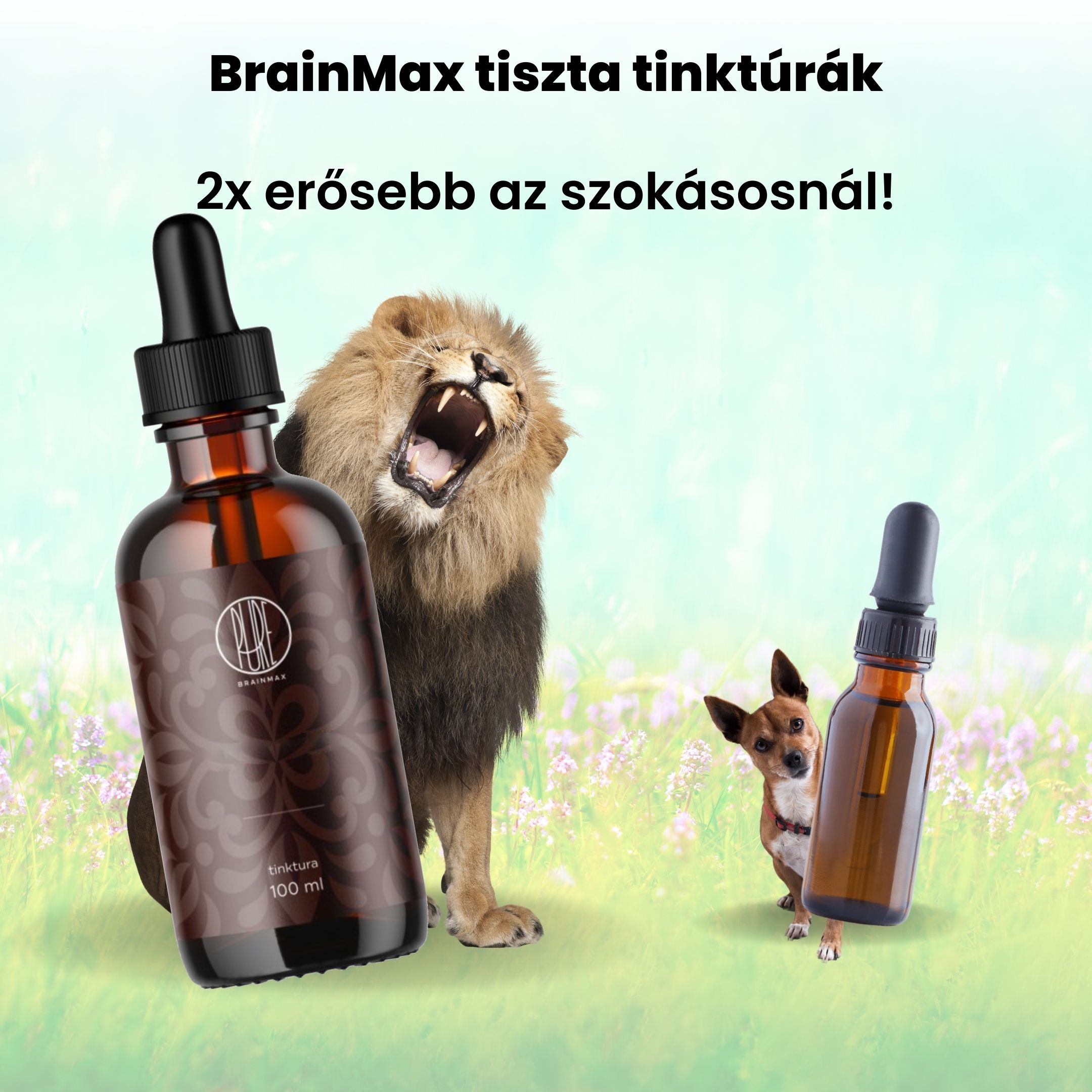 BrainMax Pure Gotu Kola tinktura 1:1, 100 ml Obrázek