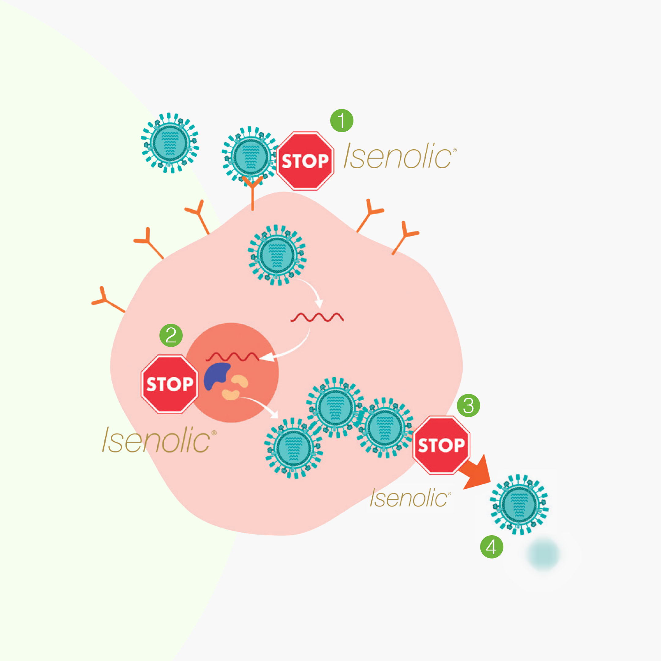 BrainMax Lipozomální komplex pro podporu imunity, ISENOLIC®, 200 ml Obrázek