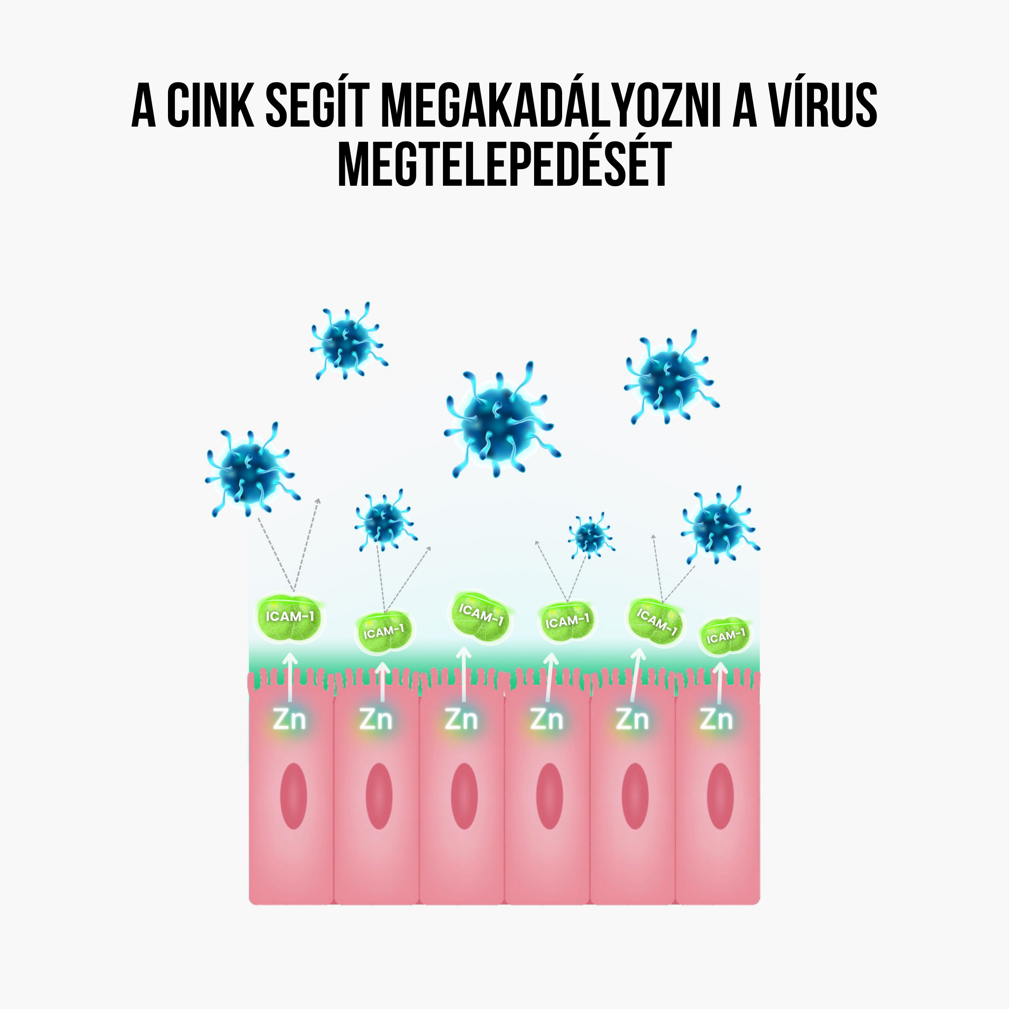 BrainMax IMMUNIZER! 60 rostlinných kapslí Obrázek