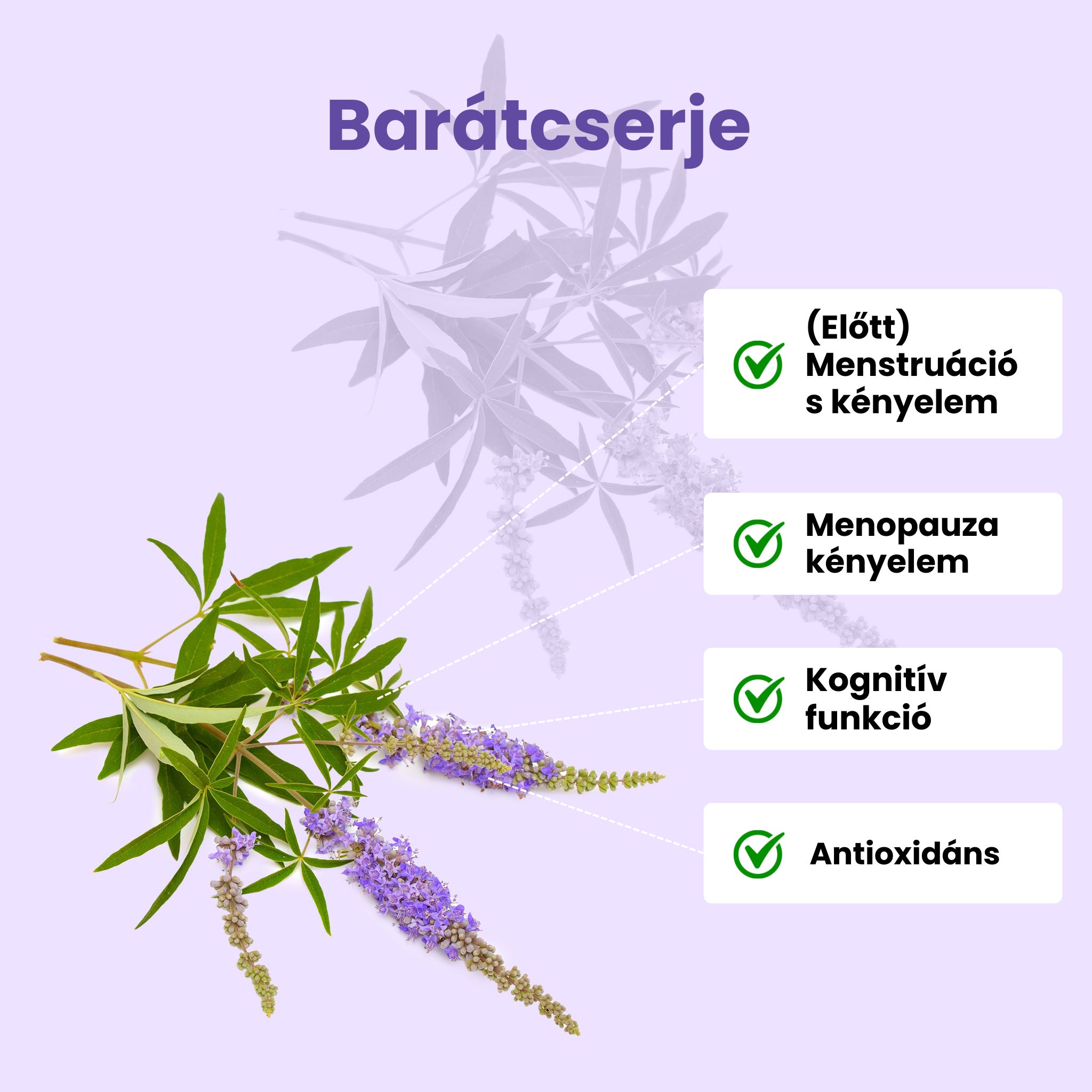 BrainMax Women Menopause Support, podpora při menopauze, 90 rostlinných kapslí Obrázek
