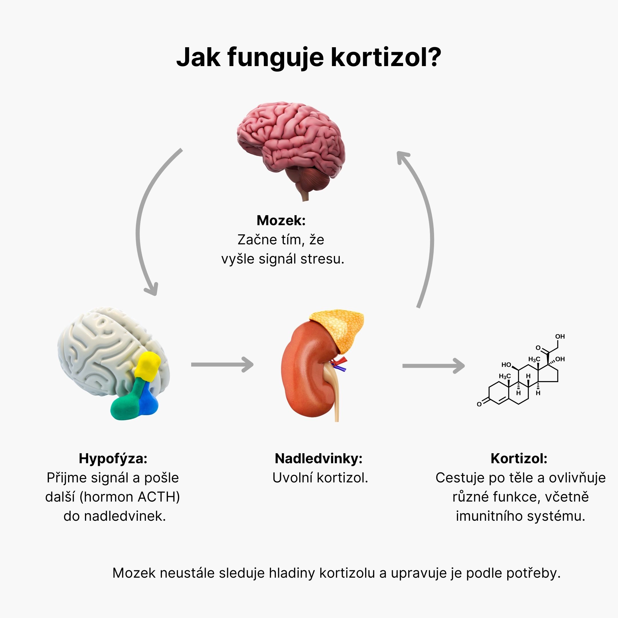 BrainMax Cortisol Stress Support, 90 rostlinných kapslí Obrázek