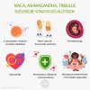 maca, asjhwagandha, tribulus infografika hu