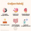 29172 3 cejlonska skorice infografika brainpedia hu