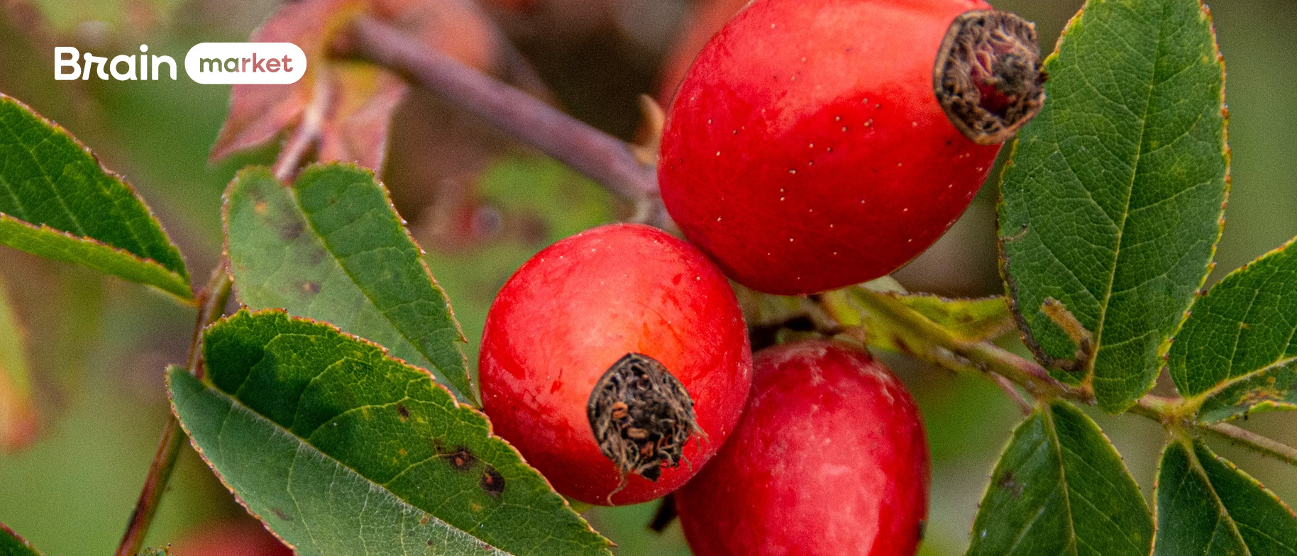 Bacche di rosa canina: Bellezza autunnale con potere curativo