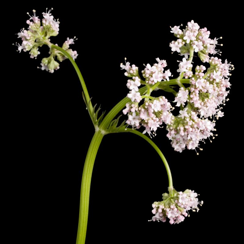 Valeriana officinalis: Radice di tranquillità con profonde radici nella storia