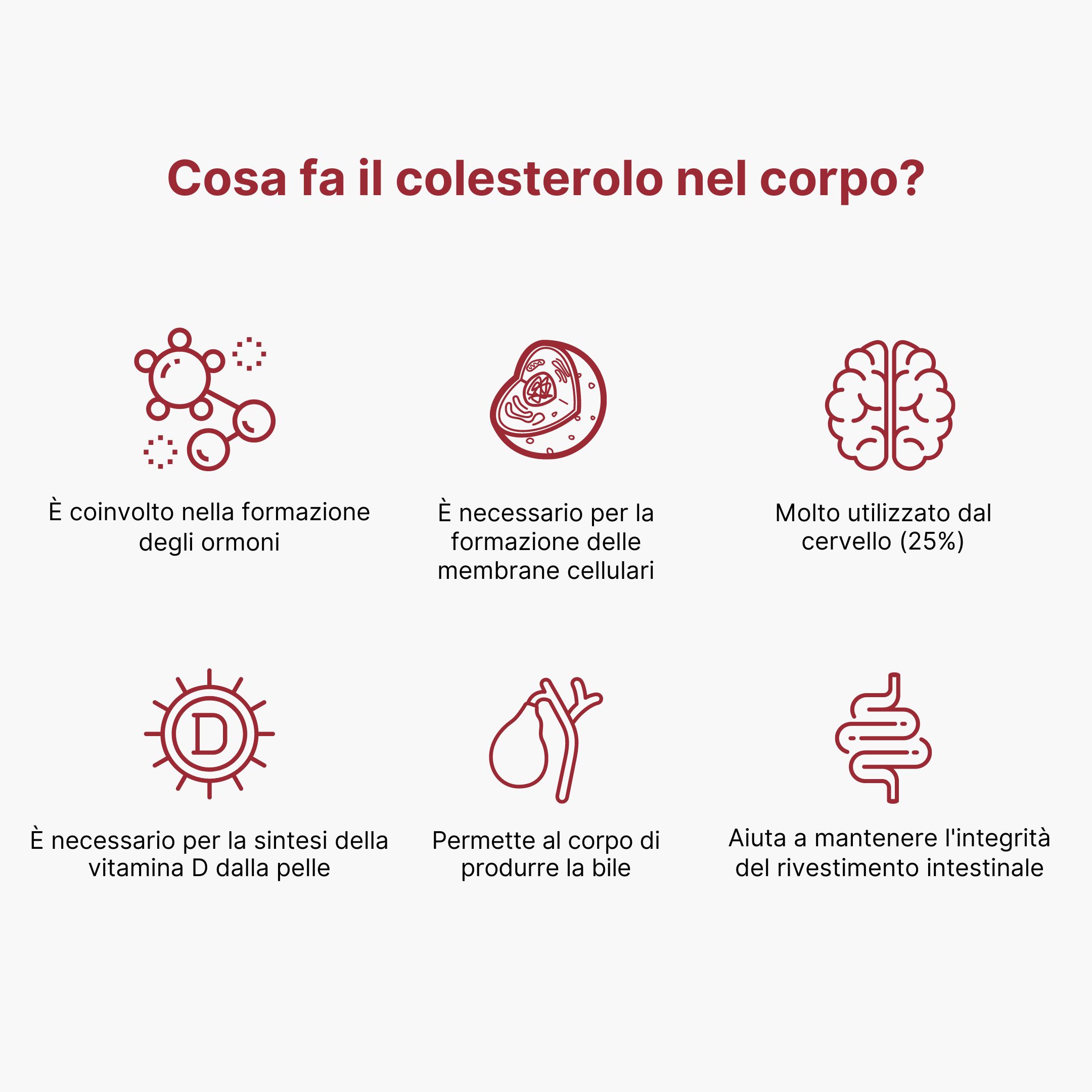 (Italština) Co má v těle na starost cholesterol