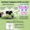 (Italština) BrainMax Grass fed kolagen