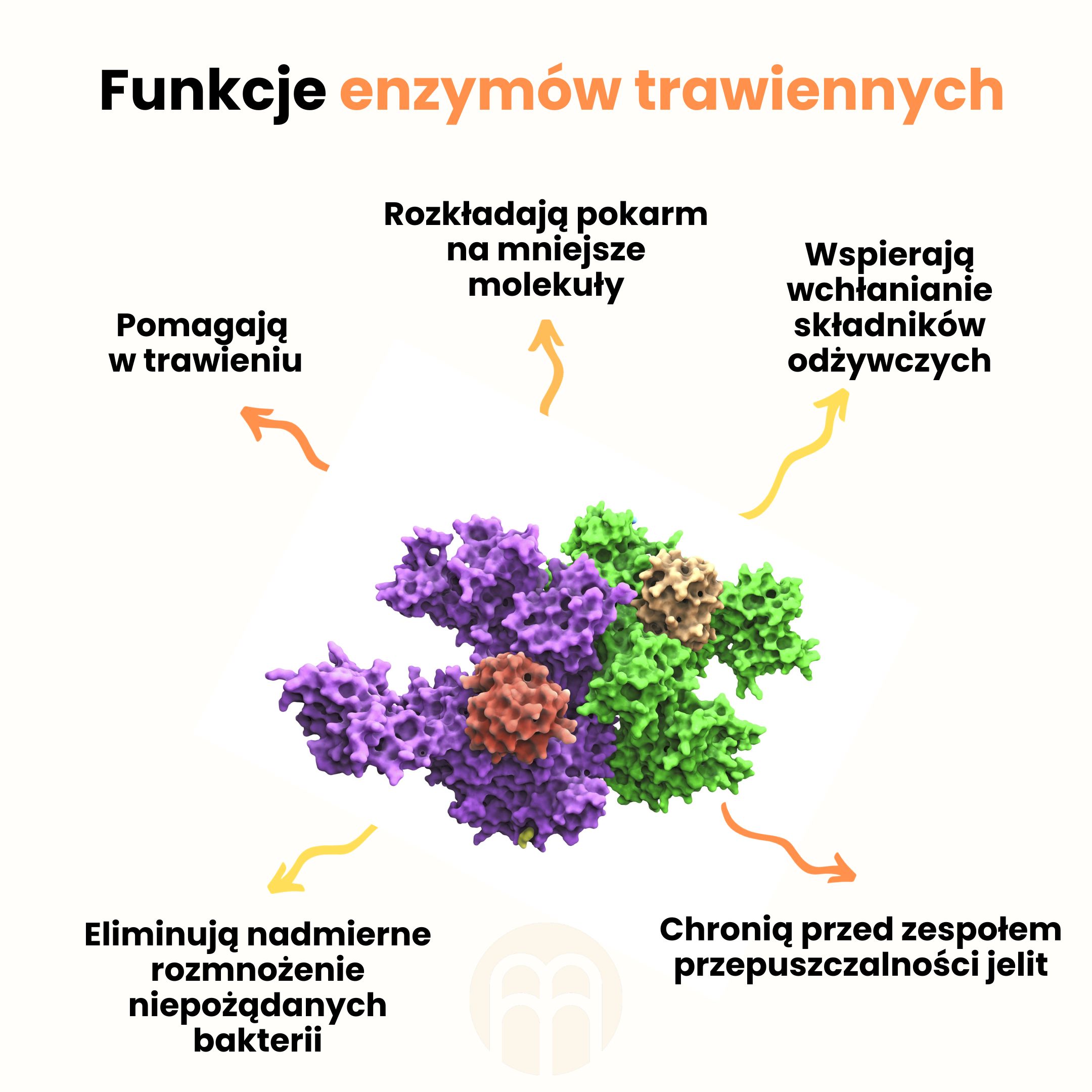 Funkcje enzymów trawiennych