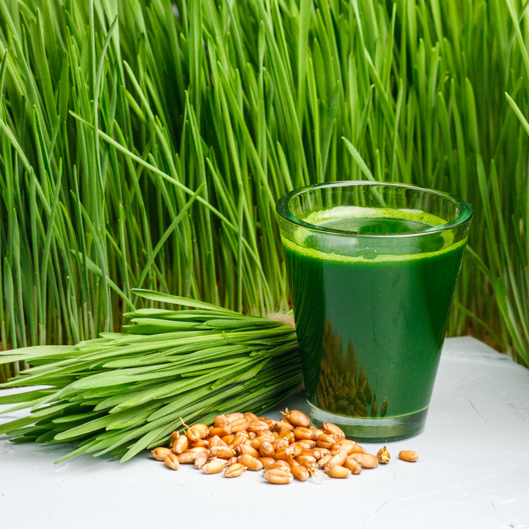 Młoda pszenica - co zawiera i jakie są jej zalety?