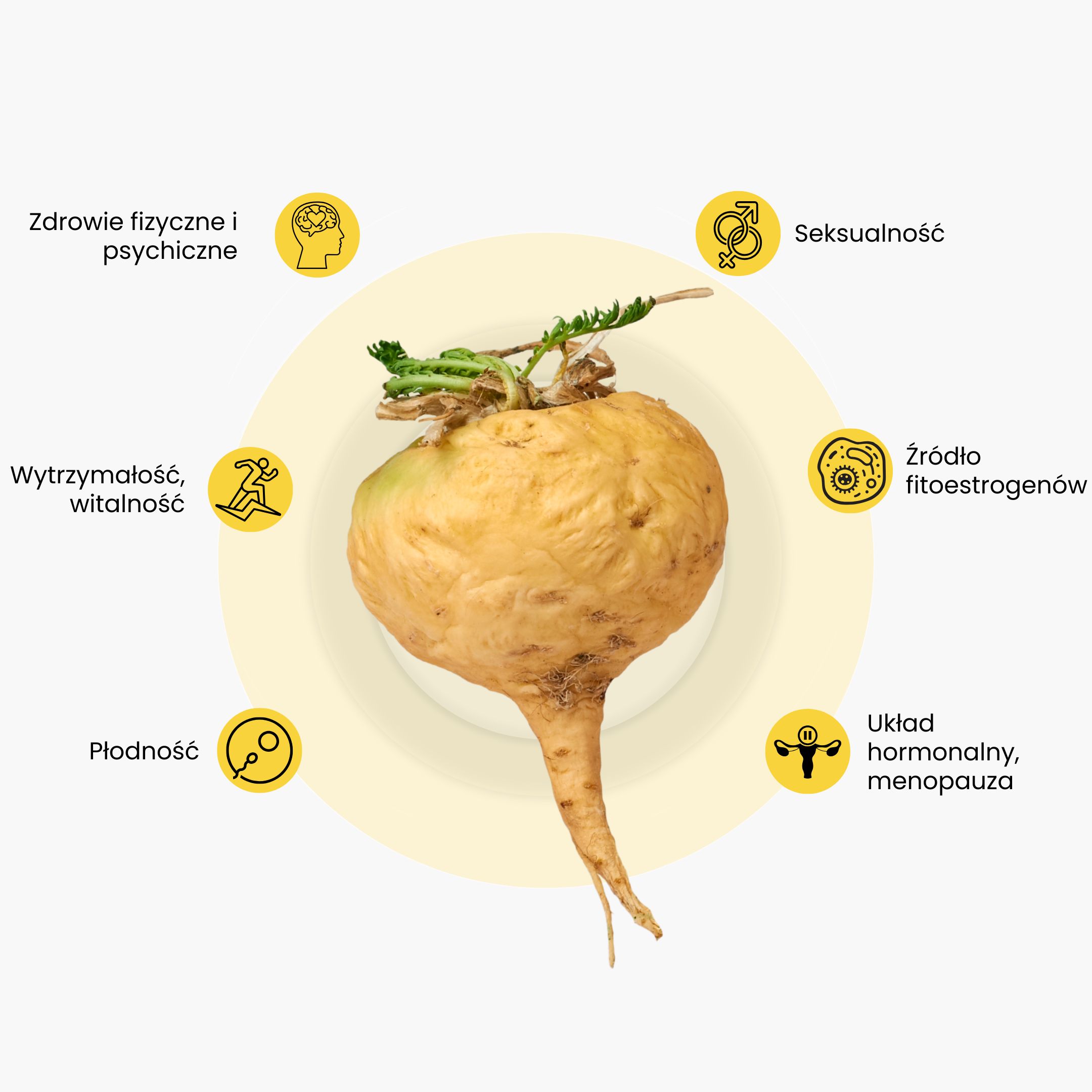 maca infografika